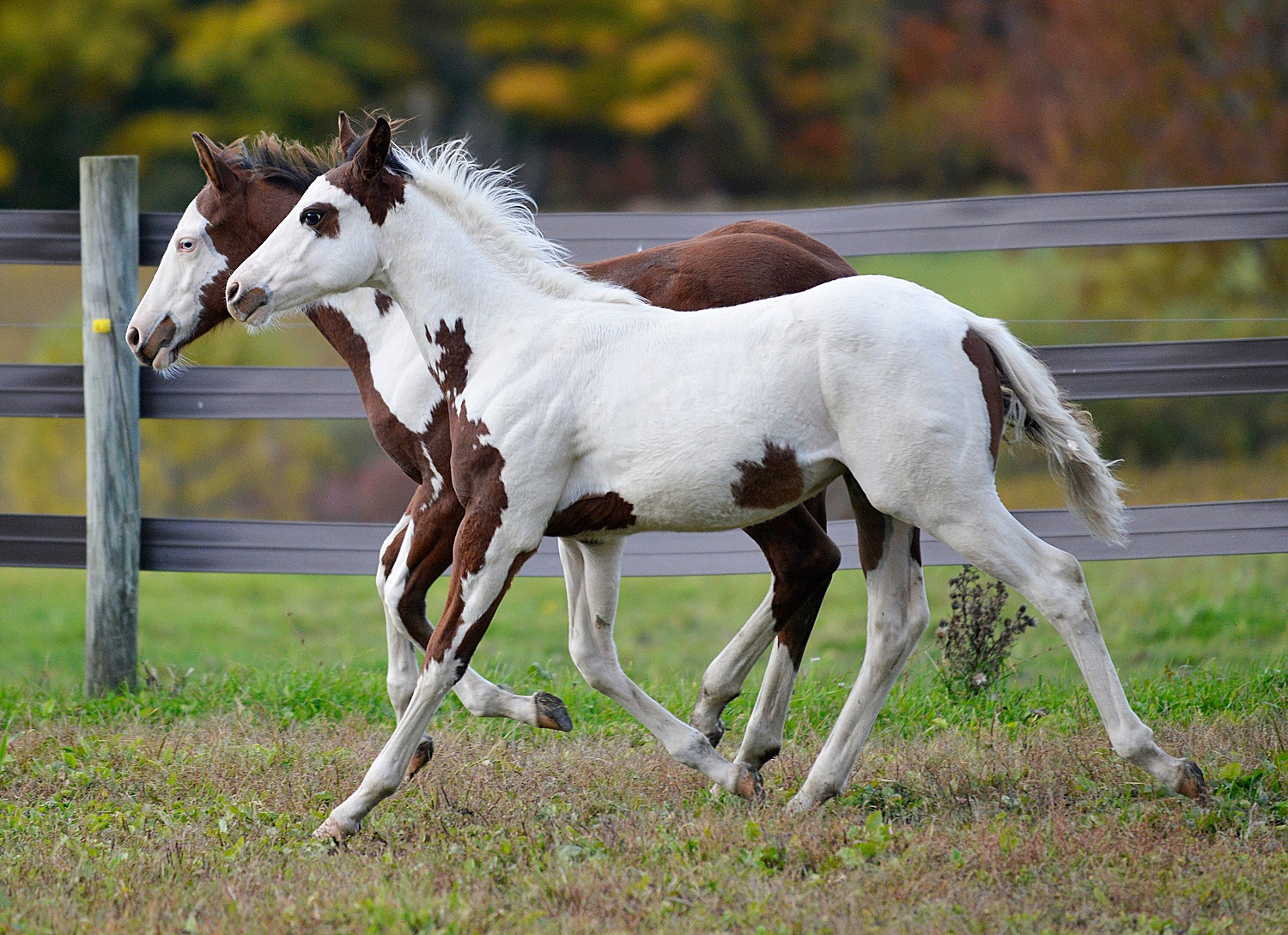 American Paint Foals For Sale